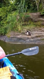 Tour en kayak en el lago de Catemaco